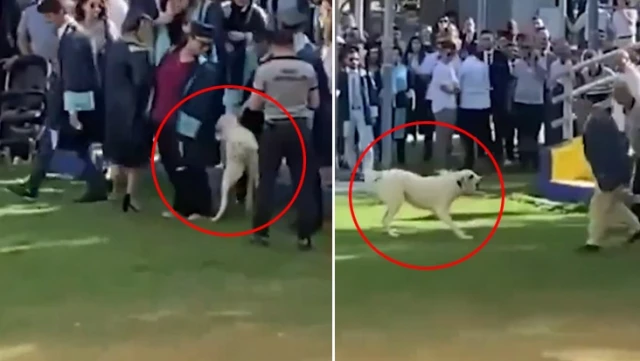 Başıboş köpek, üniversitenin mezuniyet töreninde insanlara saldırdı