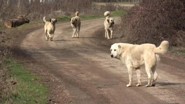 Başıboş sokak köpekleri düzenlemesi Meclis’ten geçerek yasalaştı