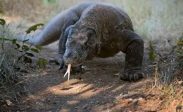 Bilim insanlarından Komodo ejderleriyle ilgili şaşırtan keşif