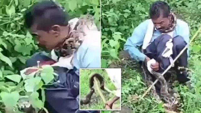 Çalılıklara tuvaletini yaparken piton saldırdı! 5 metrelik yılan adamı yutmaya çalıştı
