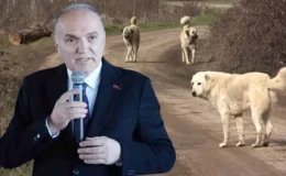 Düzce Belediye Başkanı Özlü’den başıboş köpek düzenlemesine tepki: Bu yasa uygulanabilir değil