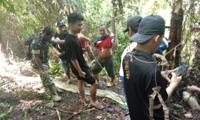 Endonezya’da ormanda yürüyen kadın, 30 metrelik piton tarafından öldürüldü