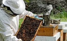 İran’da etkili olan toz fırtınaları bal arılarının yüzde 80’ini yok etti
