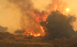 İzmir’in Dikili ilçesinde orman yangını! Alevler saatlerdir kontrol altına alınamadı