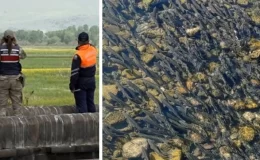 Jandarmadan “Kefal” devriyesi! 58 ton ölü inci kefali balığı ele geçirildi