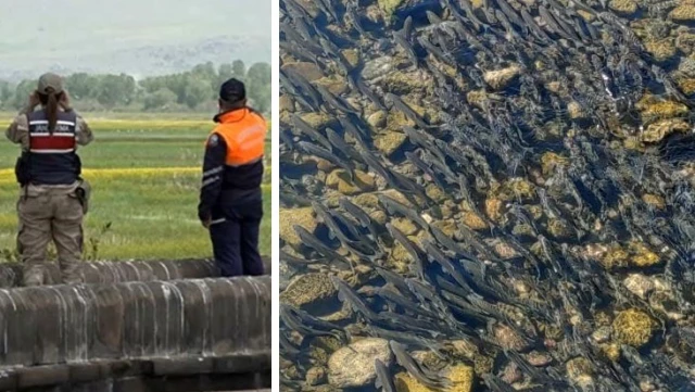 Jandarmadan “Kefal” devriyesi! 58 ton ölü inci kefali balığı ele geçirildi