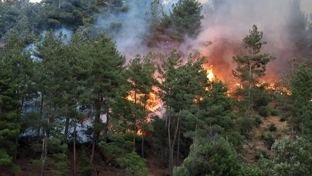 Kahramanmaraş’taki orman yangınının nedeni “piknikçi ateşi”