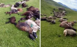 Kırgızistan’da yaylaya düşen yıldırım 250 koyunu telef etti