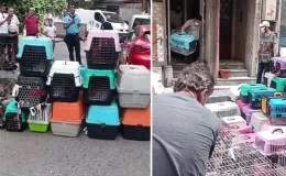 “Kötü koku” ihbarı 85 hastalıklı kediyi kurtardı! Hayvanları alıkoyan kadına 613 bin lira ceza