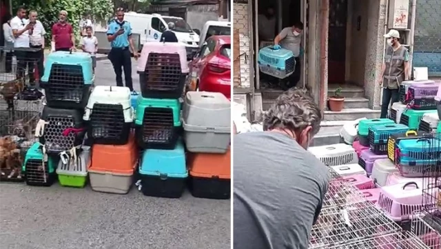 “Kötü koku” ihbarı 85 hastalıklı kediyi kurtardı! Hayvanları alıkoyan kadına 613 bin lira ceza