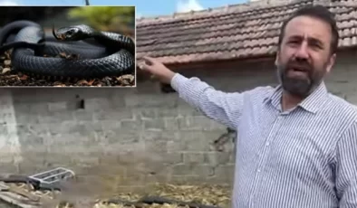 Metafizik Uzmanı Beytullah Şentürk, Samsun’daki devasa yılan iddiasını Haberler.com’a değerlendirdi: Aileye görünen yılan üç harfli