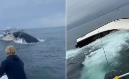 New Hampshire kıyılarında korkunç an: Öfkeli balina, içinde denizciler bulunan tekneyi alabora etti