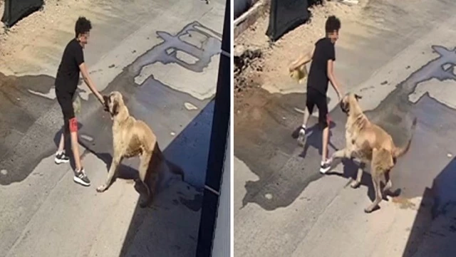 Sokak köpeği, kendisine mama veren küçük çocuğa saldırdı