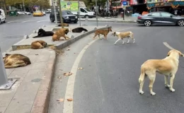 Sokak köpeklerine yönelik düzenlemede “ötanazi” kelimesi çıkarılıyor