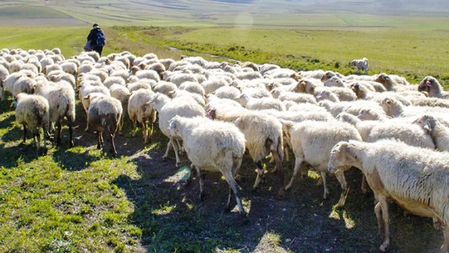 Türkiye, Afganistan’la çoban pazarlığına başladı: Acilen 150 bin kişiye ihtiyacımız var