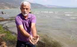Türkiye’nin en büyük tatlı su gölünde uzmanları yıkan manzara! Atıkları temizleyen binlerce canlı kıyaya vurdu
