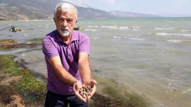 Türkiye’nin en büyük tatlı su gölünde uzmanları yıkan manzara! Atıkları temizleyen binlerce canlı kıyaya vurdu
