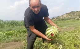 Koca bostan kargalara yem oldu: Bir tane kalmış onu da biz yiyoruz