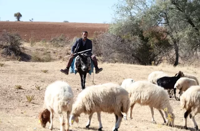 Elazığ’da aylık 70 bin TL’ye çalışacak çoban bulmak hayal oldu