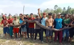 Endonezya’da 5 metre uzunluğundaki yılan, yaşlı kadını öldürdü