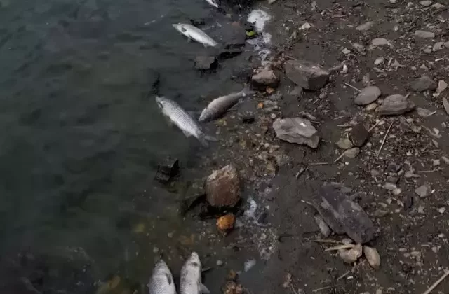 Gölcük Gölü’nde Balık Ölümleri: Tek Bir Neden Yok