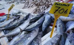 Karadeniz’de palamut bolluğu: Tezgahlar doldu