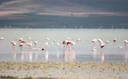 Kırşehir’i Koruma Platformu, Seyfe Gölü koruma alanının daraltılmasına tepki gösterdi