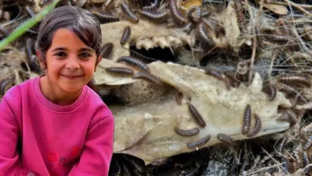 Narin Güran cinayetini Adli Tıp’ta özel olarak saklanan ‘dedektif böcekler’ çözecek