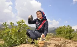 ‘Süper meyve’ aronya hasat edilmeye başlandı