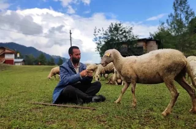 Yurt dışına gitti, 2 üniversite bitirdi! Tahsilli çoban hedeflerinden vazgeçmiyor hem koyun otlatıyor hem sınava hazırlanıyor