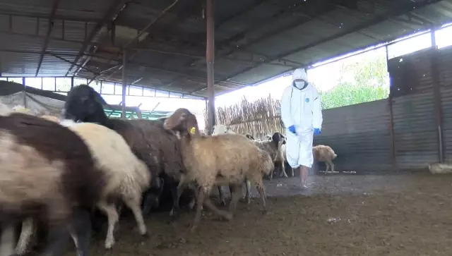 Adana’da Mavi Dil Hastalığı Nedeniyle Mahalle Karantinada