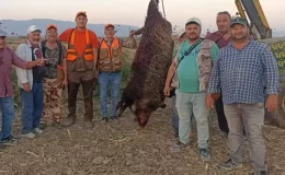 Bakanlıktan izin alıp çiftçilerin başına bela olan domuzu avladılar