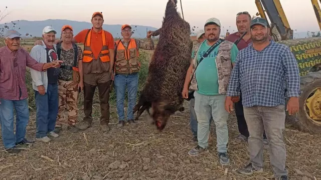 Bakanlıktan izin alıp çiftçilerin başına bela olan domuzu avladılar