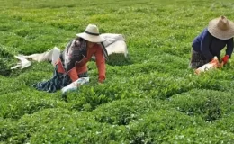 ÇAYKUR, yaş çay bedeli ödemelerine başladı