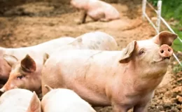 Güney Afrika’da vahşet: Öldürdükleri kadınların cesetlerini domuzlara yedirdiler