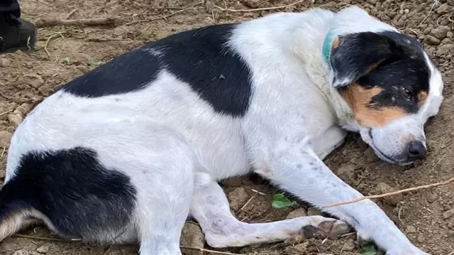 İstanbul’da ölen ingilizce öğretmeninin köpeği mezar başından ayrılmıyor