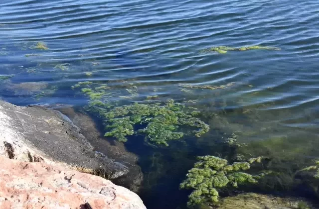 İzmir Körfezi’nde Deniz Yosunları Artışı: Kirlilik ve Mevsimsel Etkiler