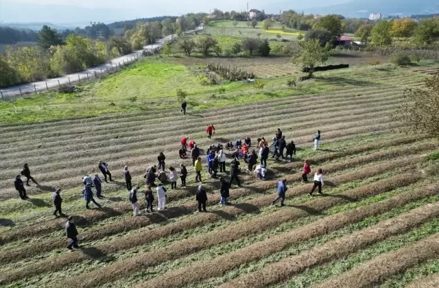 Karabük’te dünyanın en pahalı baharatı Safranın hasadına başlandı