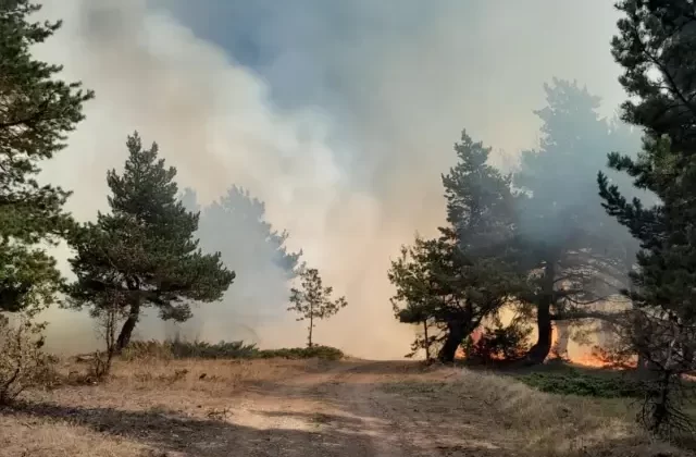 Sivas’ta Ormanlık Alanda Yangın Çıktı