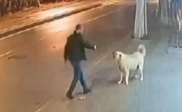 Sokak köpeğinin üzerine yürüyüp silah çekti