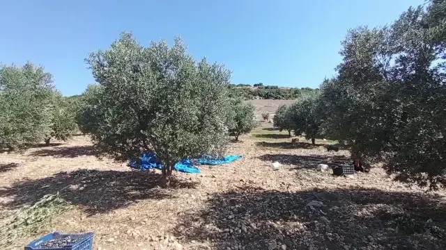 Tarlada zeytin fiyatları düşüyor ama marketlerde zeytinyağına zam üstüne zam