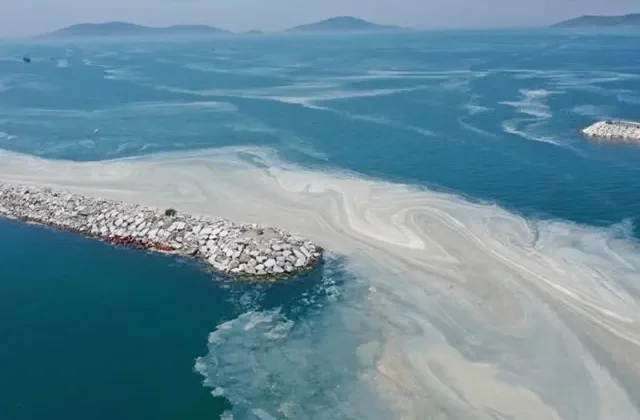 Marmara Denizi’nde musilaj alarmı! Uzmanlardan dikkat çeken uyarılar