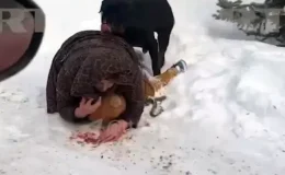 Annelik içgüdüsü böyle bir şey! Çocuğunun üstüne kapanıp kendi vücudunu kalkan yaptı