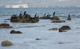 Balıkesir’de deniz çekildi, 2 bin 500 yıllık antik liman ortaya çıktı