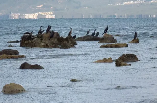 Balıkesir’de deniz çekildi, 2 bin 500 yıllık antik liman ortaya çıktı