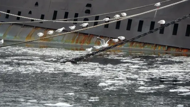 Çanakkale Boğazı’nın kabusu müsilaj 5 yıl sonra geri döndü