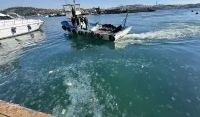 İstanbul’da on binlerce deniz anası sahili istila etti