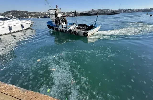 İstanbul’da on binlerce deniz anası sahili istila etti