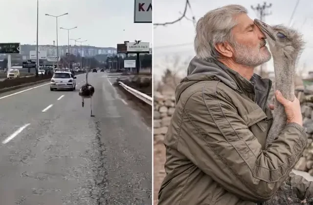 Kaçan deve kuşu, günler sonra yuvasına geri döndü