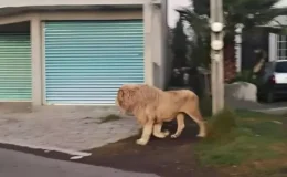 Kafesinden kaçan aslan, büyük korkuya yol açtı